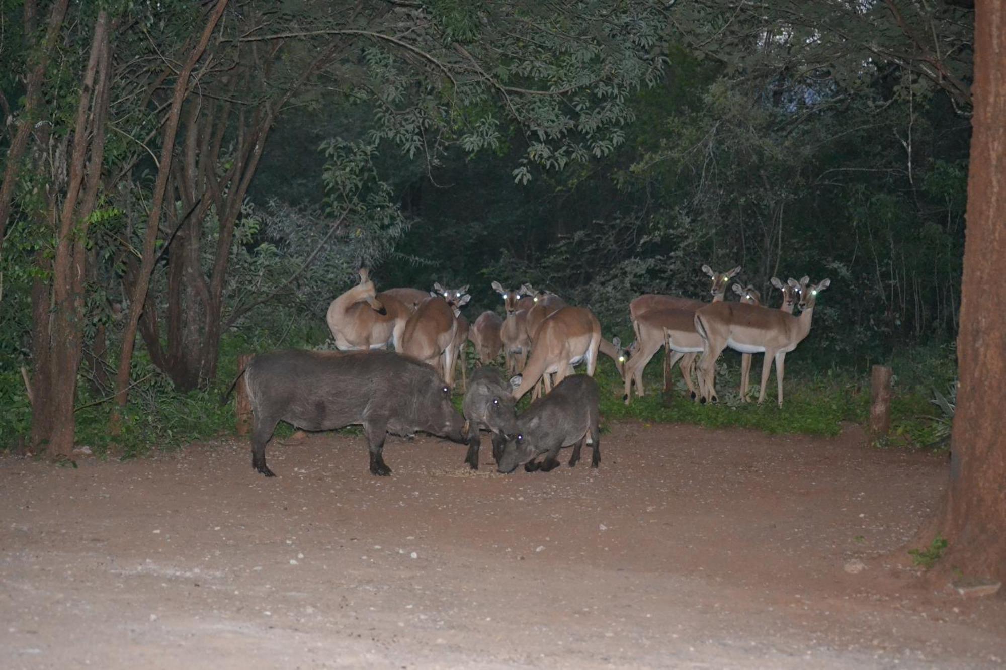 Kiburi Cottage @ Kruger Marloth Park Exterior foto