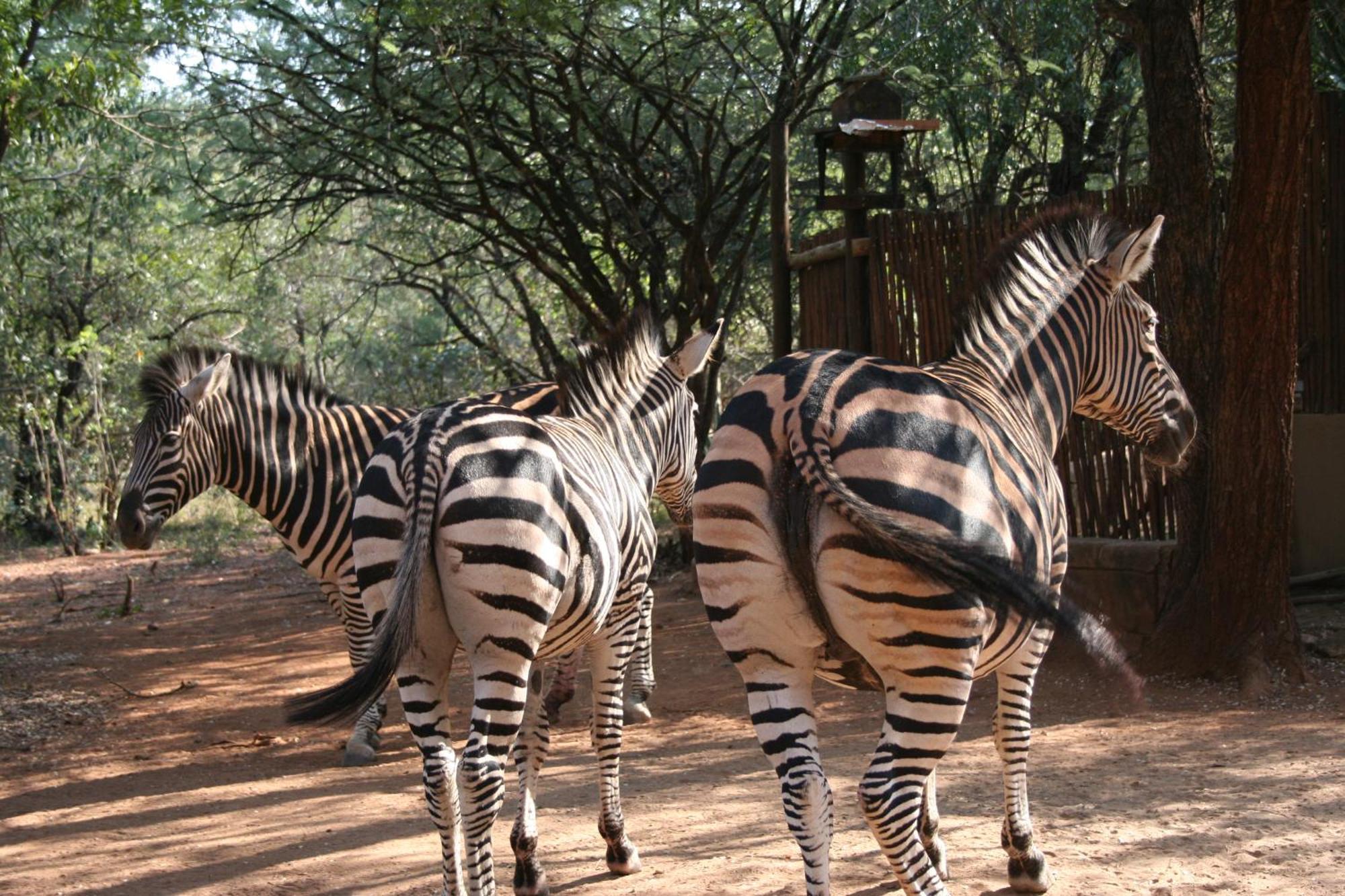 Kiburi Cottage @ Kruger Marloth Park Exterior foto